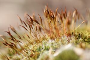 Moss. Photo by Annette Meyer, Pixabay.